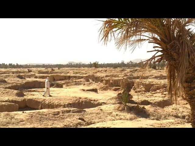 Marokkos Kampf gegen die Wüste.